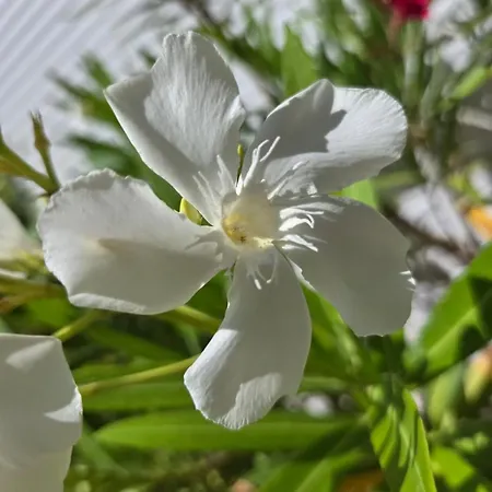 Διαμέρισμα Balcon Bleu *